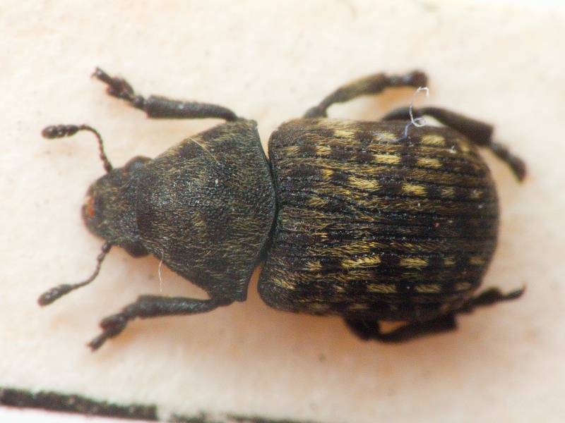 Anthribus nebulosus Förster, 1771